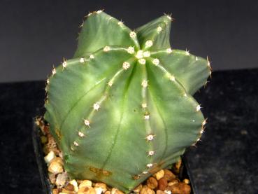 Sales plant (sample)